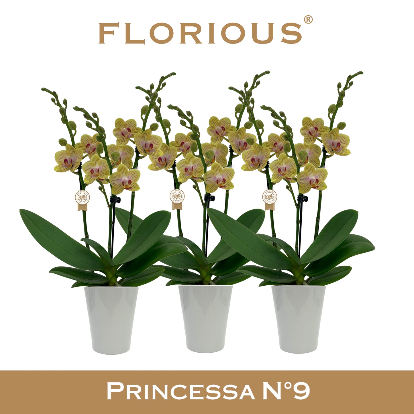 Florious Orchids Phalaenopsis yellow Pack of 6