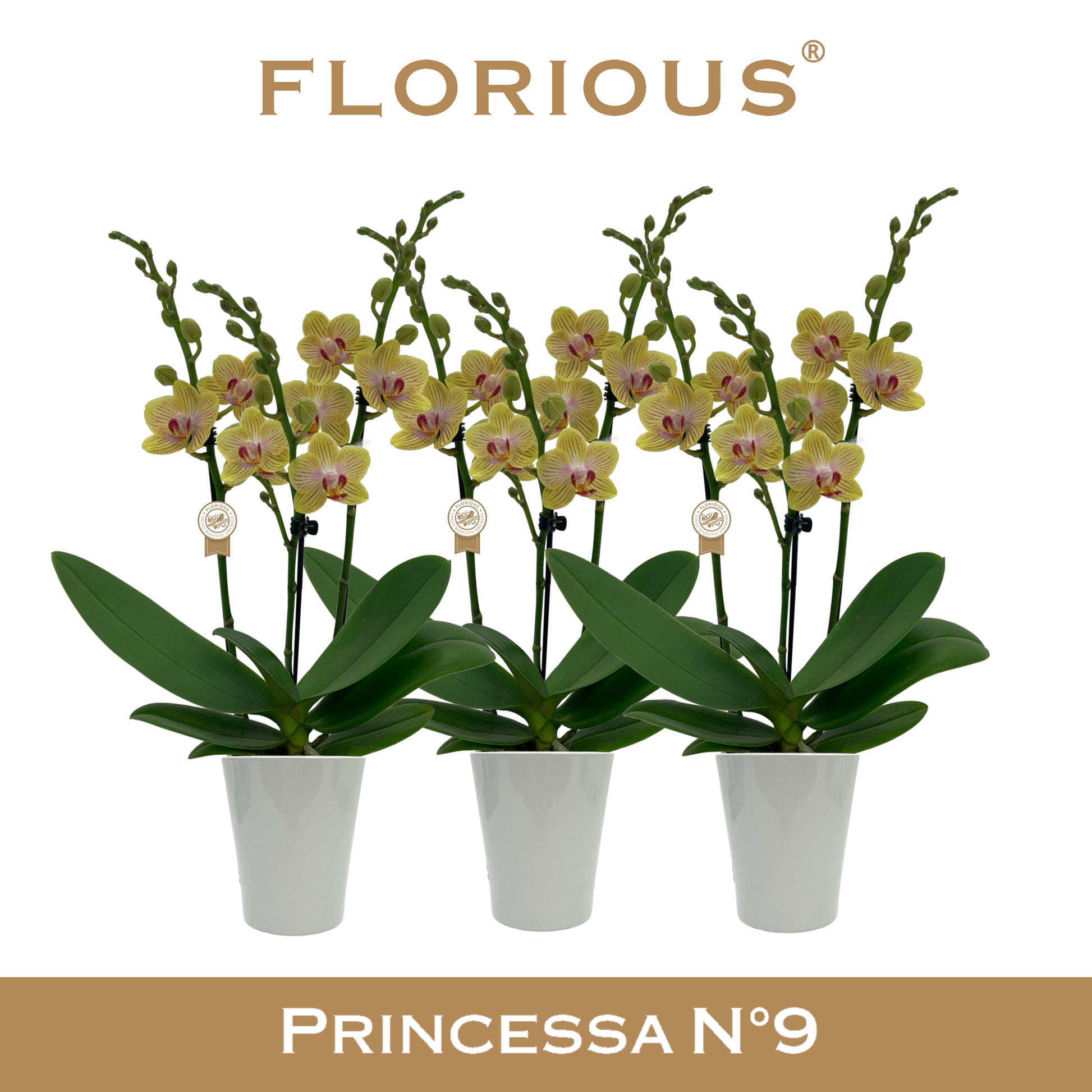 Florious Orchids Phalaenopsis yellow Pack of 6