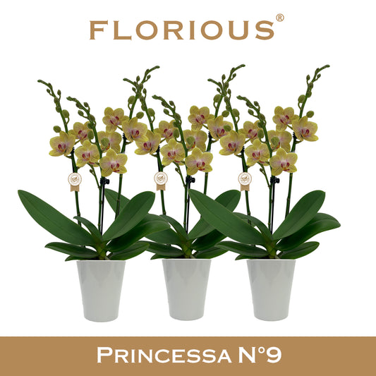 Phalaenopsis yellow 40cm 9cm Pot