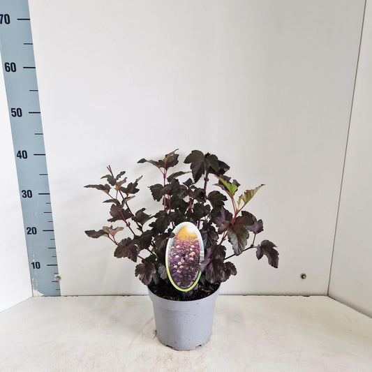 Physocarpus Diabolo 35cm 17cm Pot