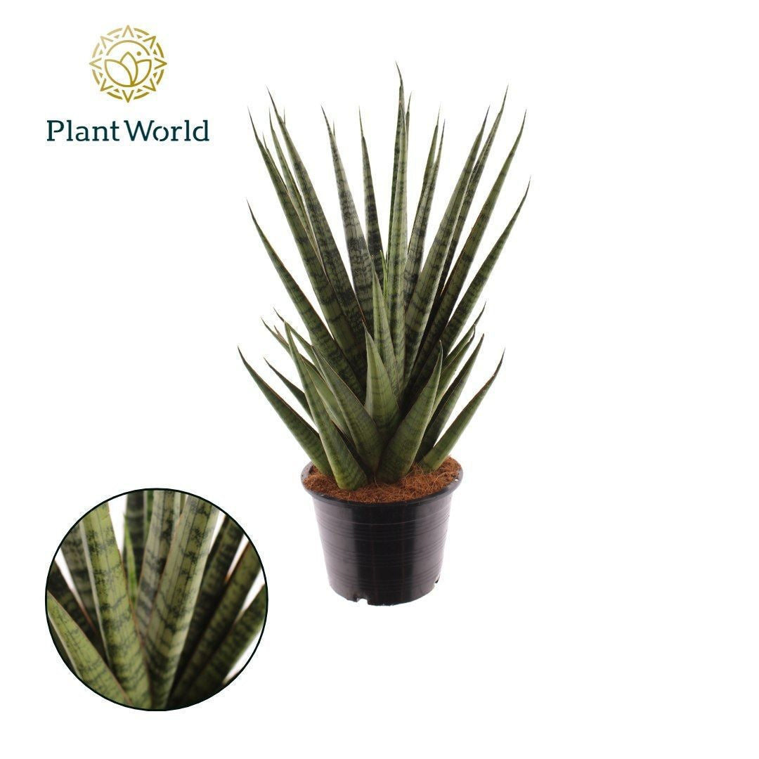 Sansevieria Sem 35cm 14cm Pot