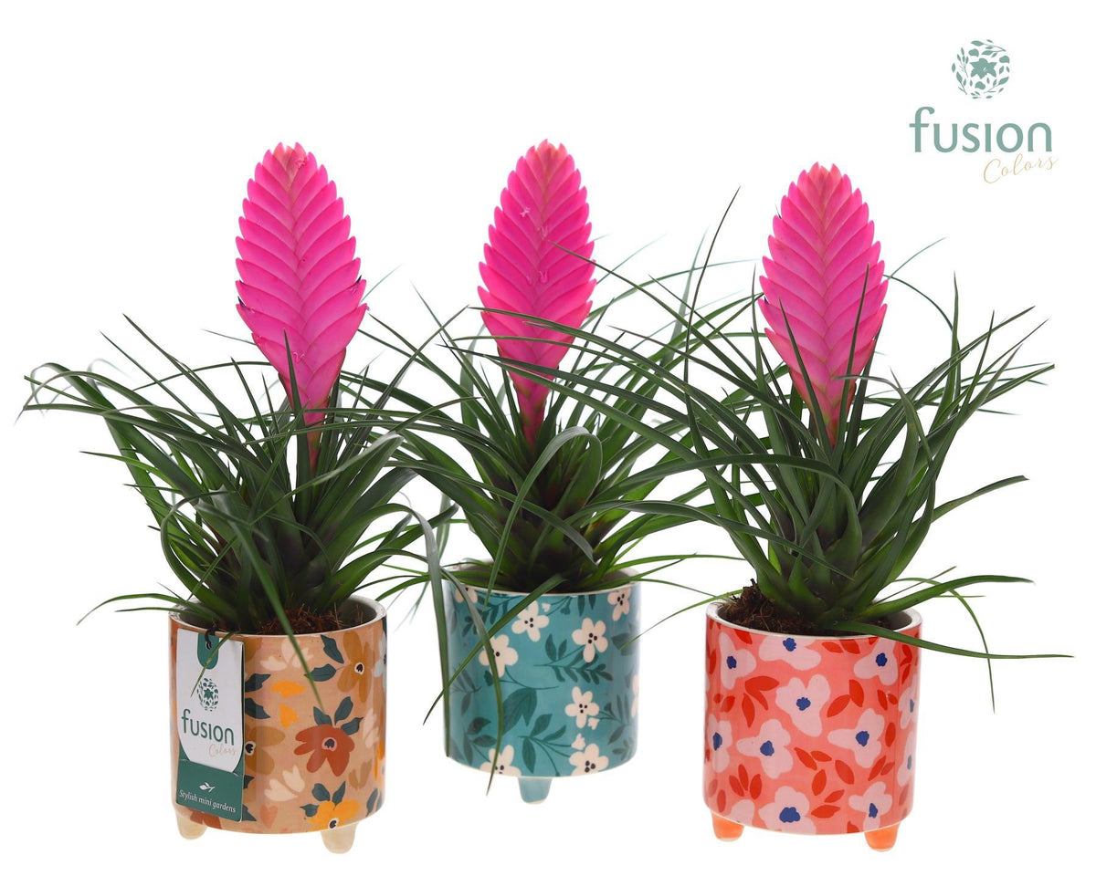 arr. Bromelia 35cm 10cm Pot