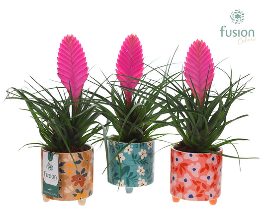 arr. Bromelia 35cm 10cm Pot