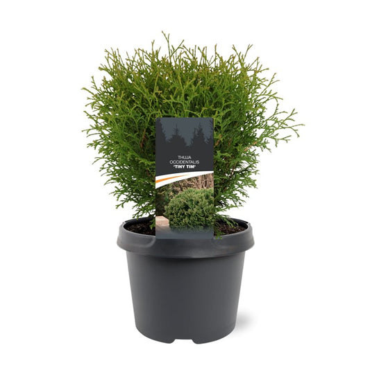 Thuja occidentalis Tiny Tim 30cm 19cm Pot