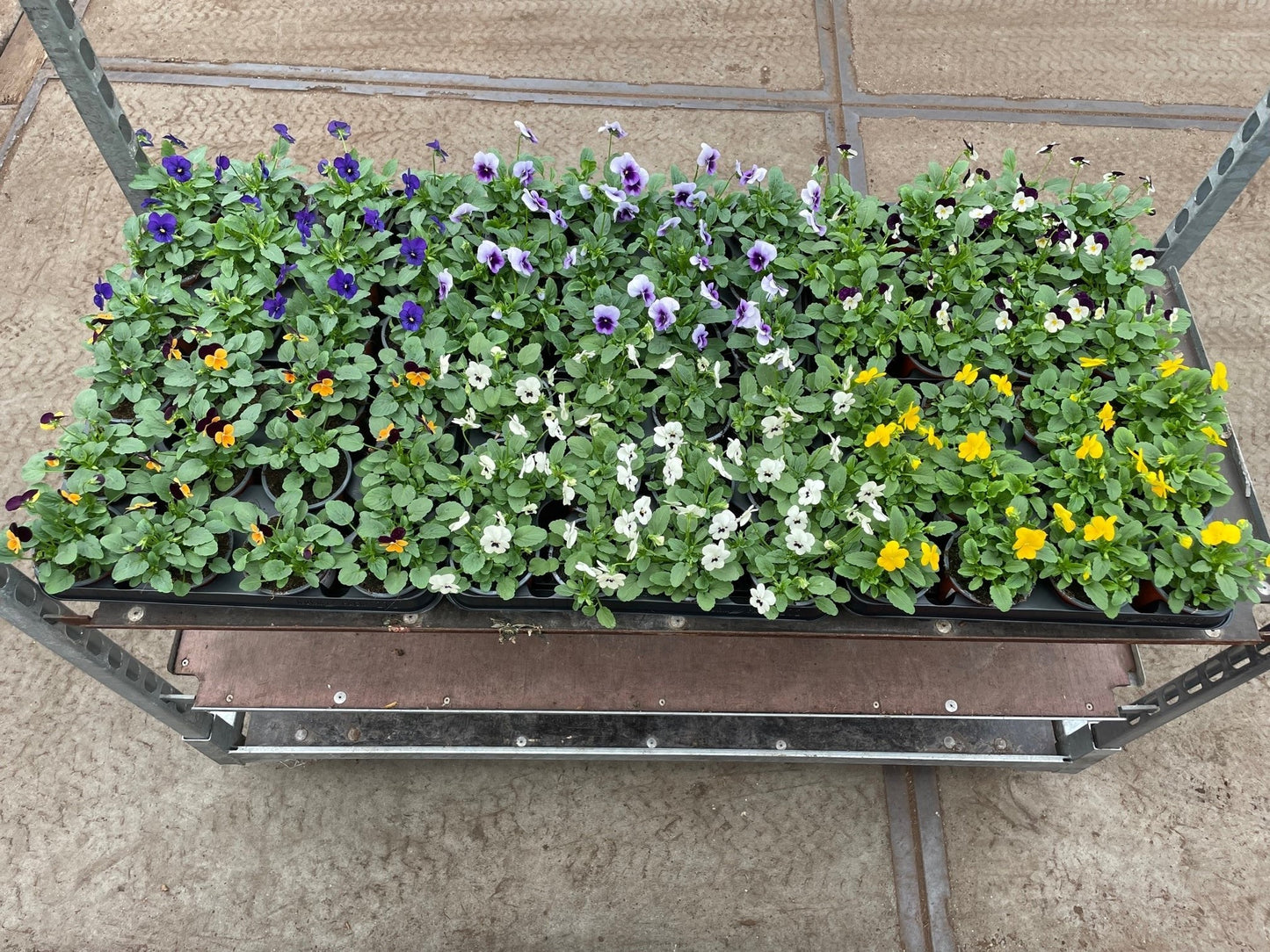 Viola corn. Sorbet mix 16cm 9cm Pot