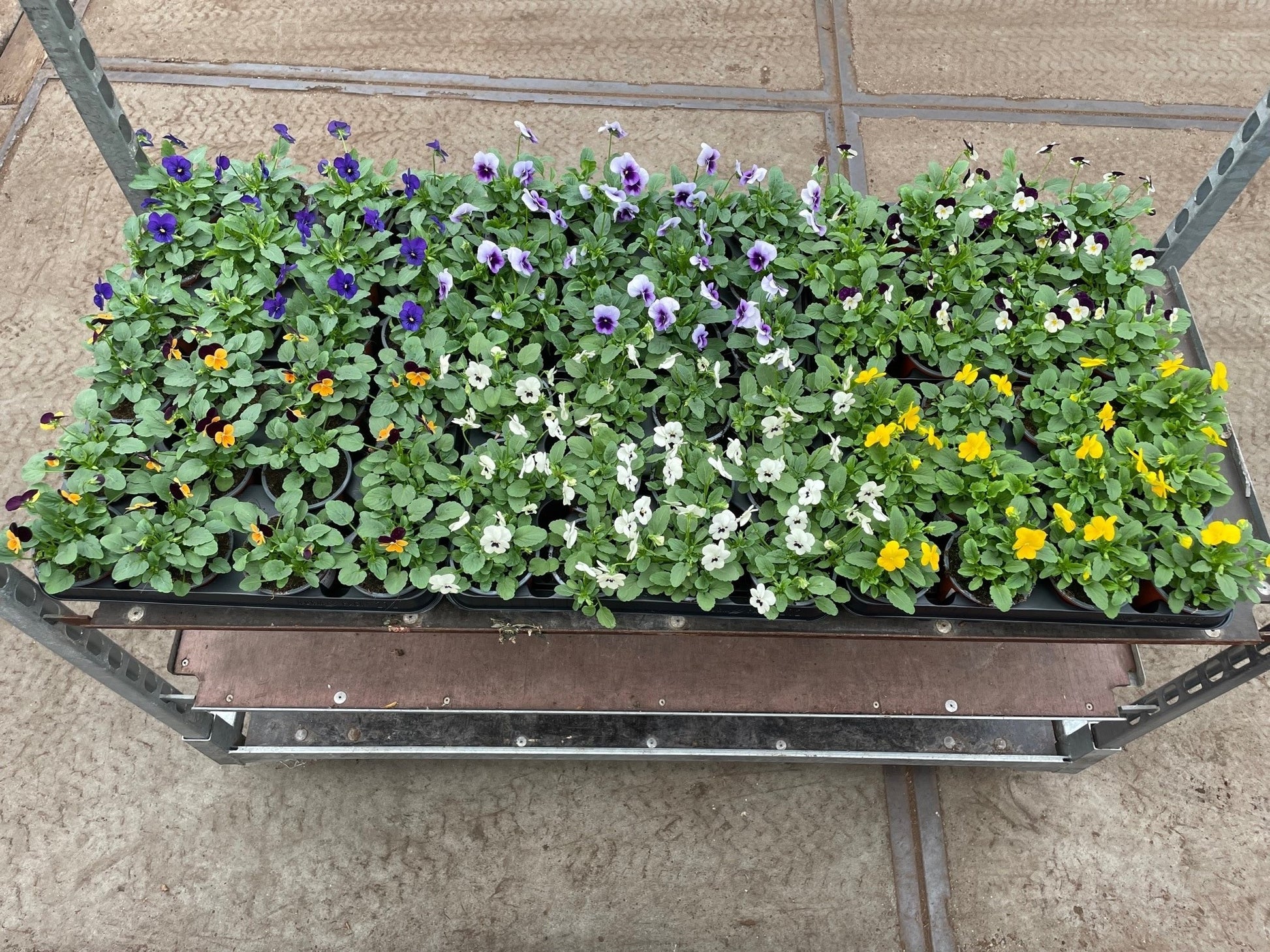 Viola corn. Sorbet mix 16cm 9cm Pot