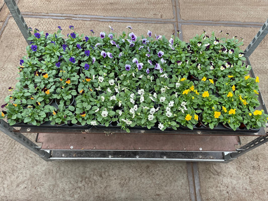 Viola corn. Sorbet mix 16cm 9cm Pot