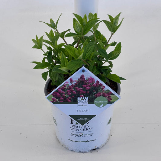 Hydrangea pan. Firelight 25cm 19cm Pot