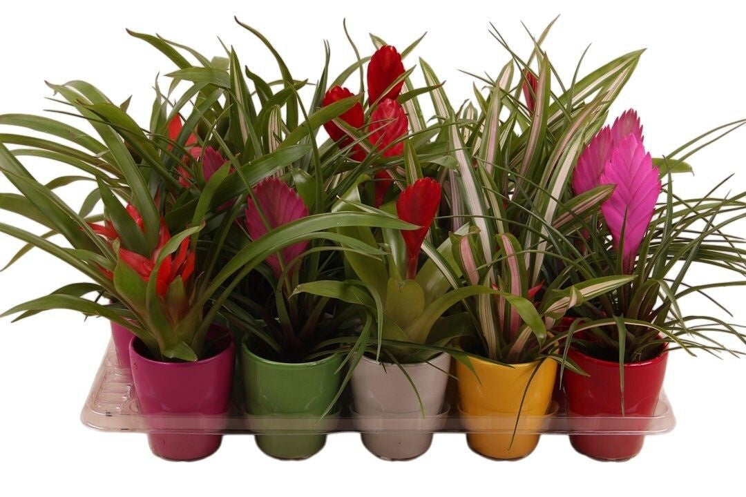 Bromelia mix 25cm 7cm Pot