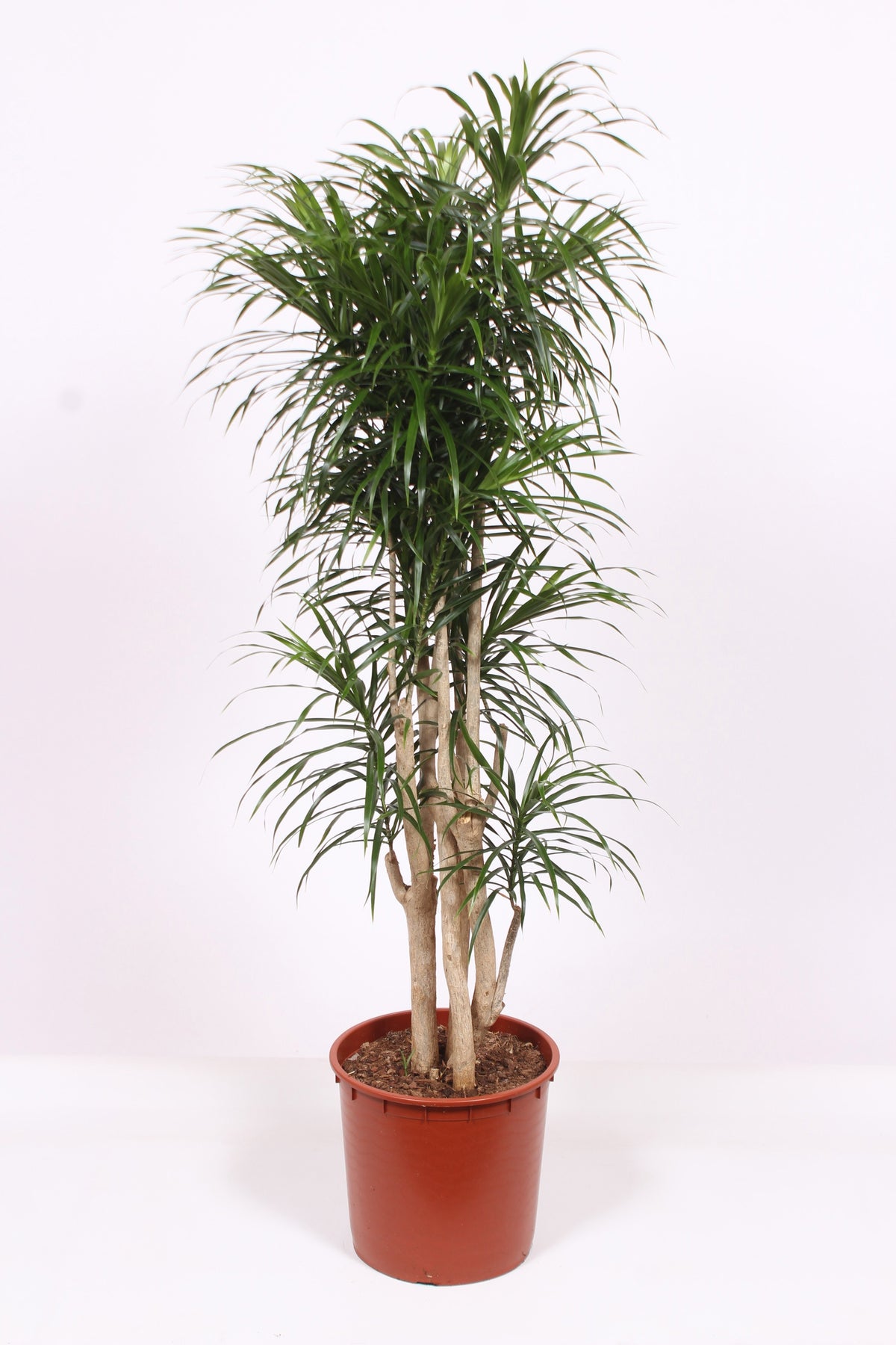 Dracaena ref. Anita 150cm 34cm Pot