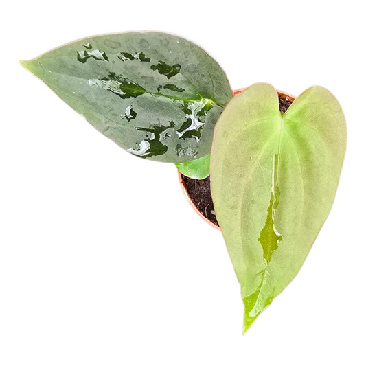 Anthurium andraeanum 15cm 7cm Pot