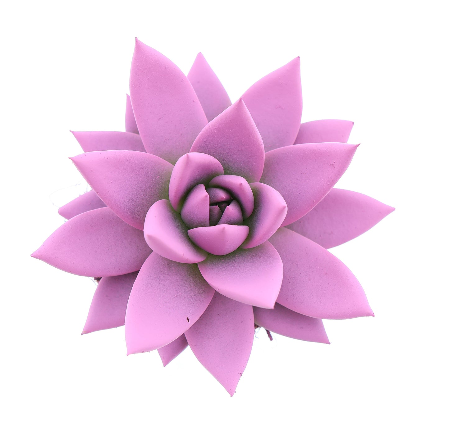 Euro Cactus Holland Bv Rainbow pink Pack of 16