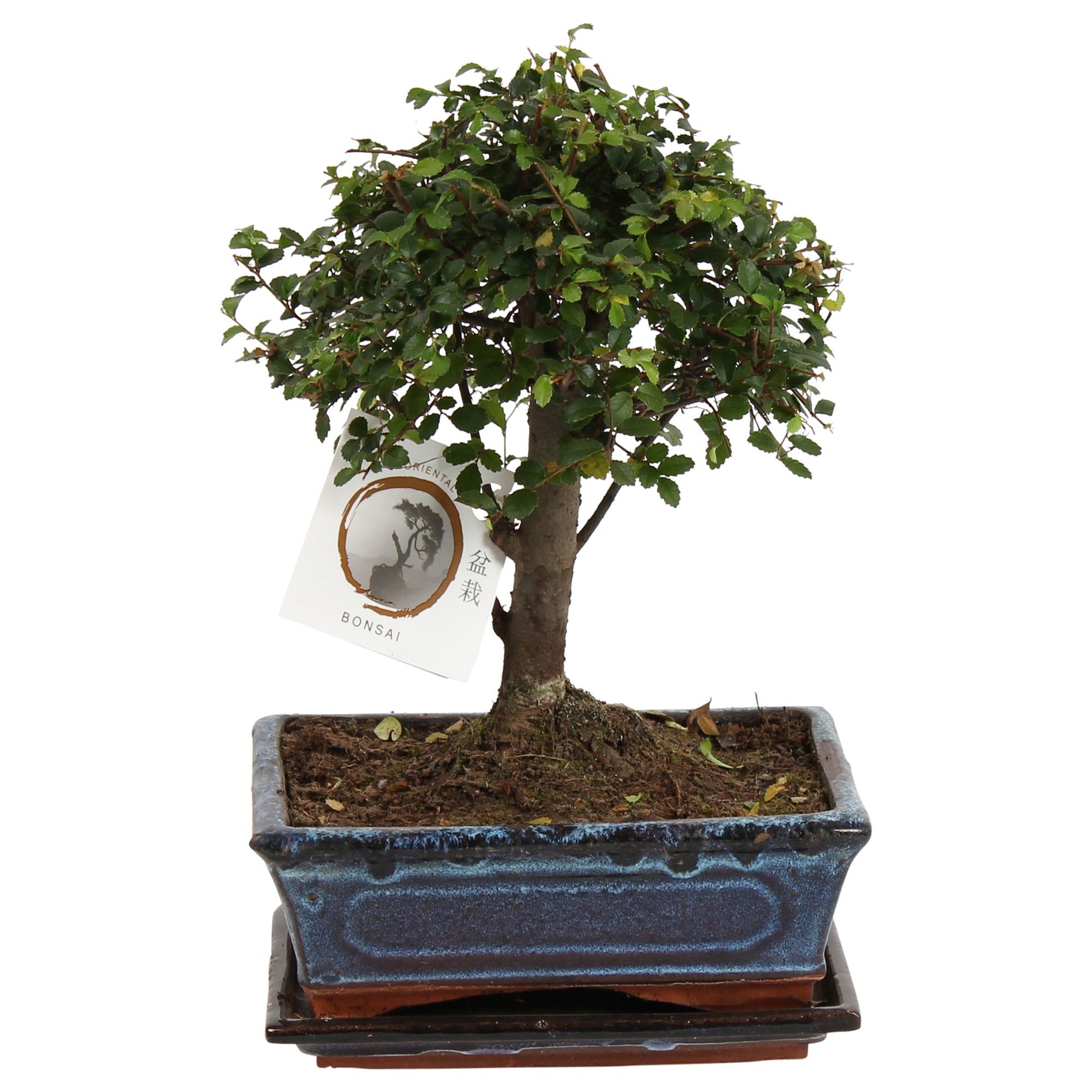 Zelkova sp. Bonsai 30cm 20cm Pot