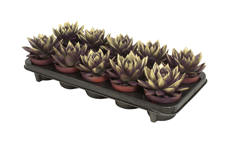 Echeveria colored purple 13cm 10.5cm Pot