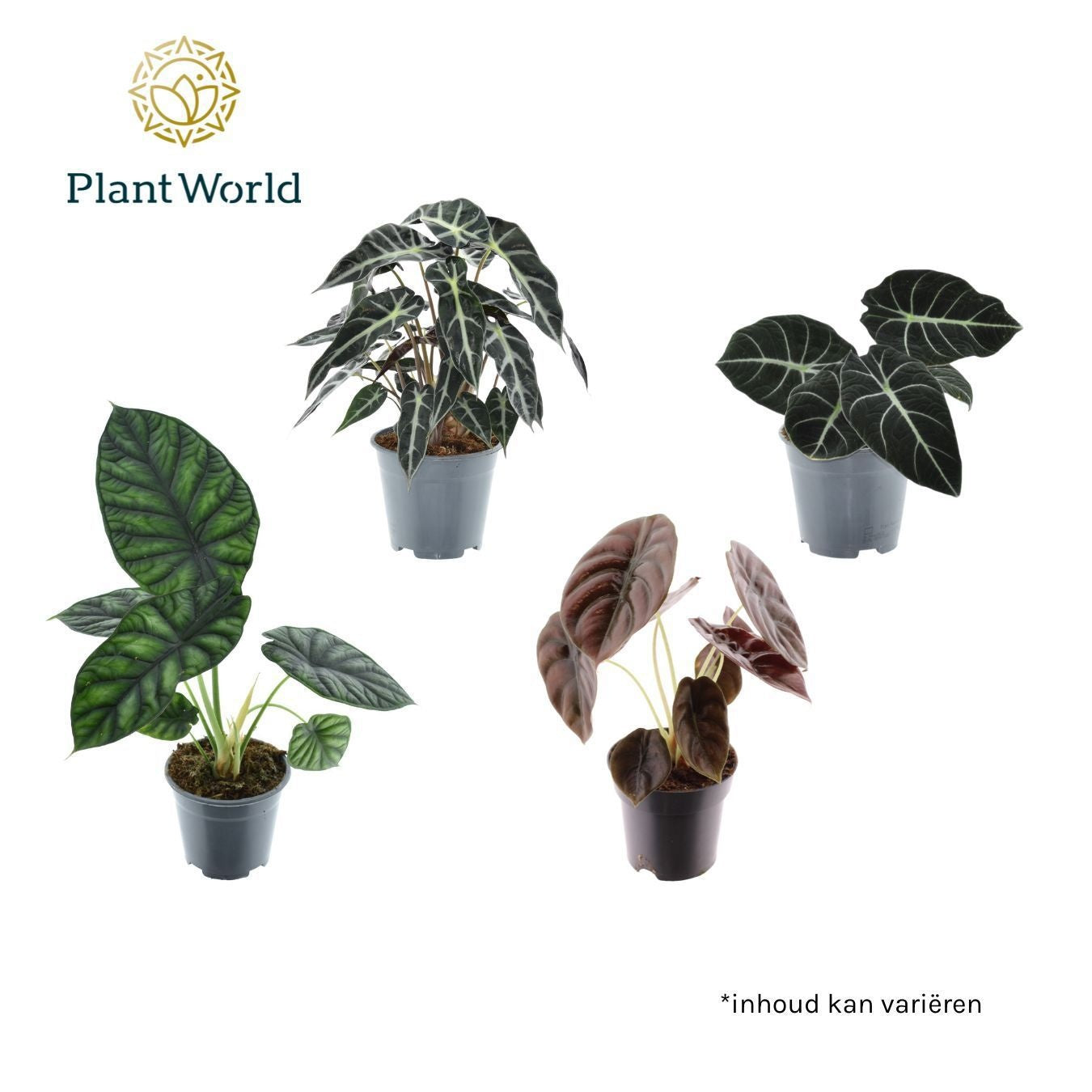 Alocasia mix 40cm 14cm Pot