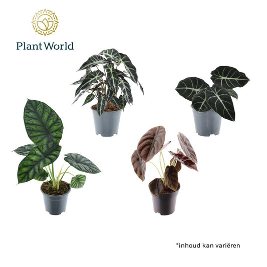 Alocasia mix 40cm 14cm Pot
