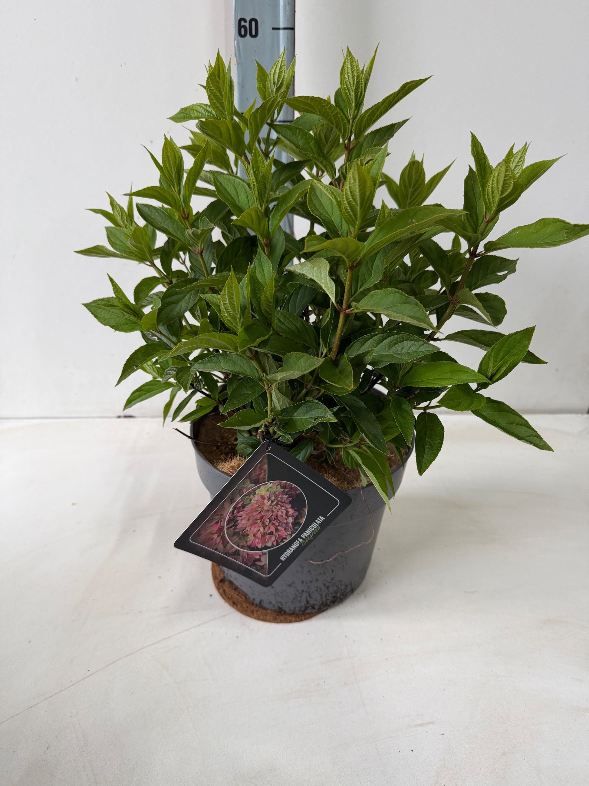 Hydrangea pan. Bee Happy 50cm 26cm Pot