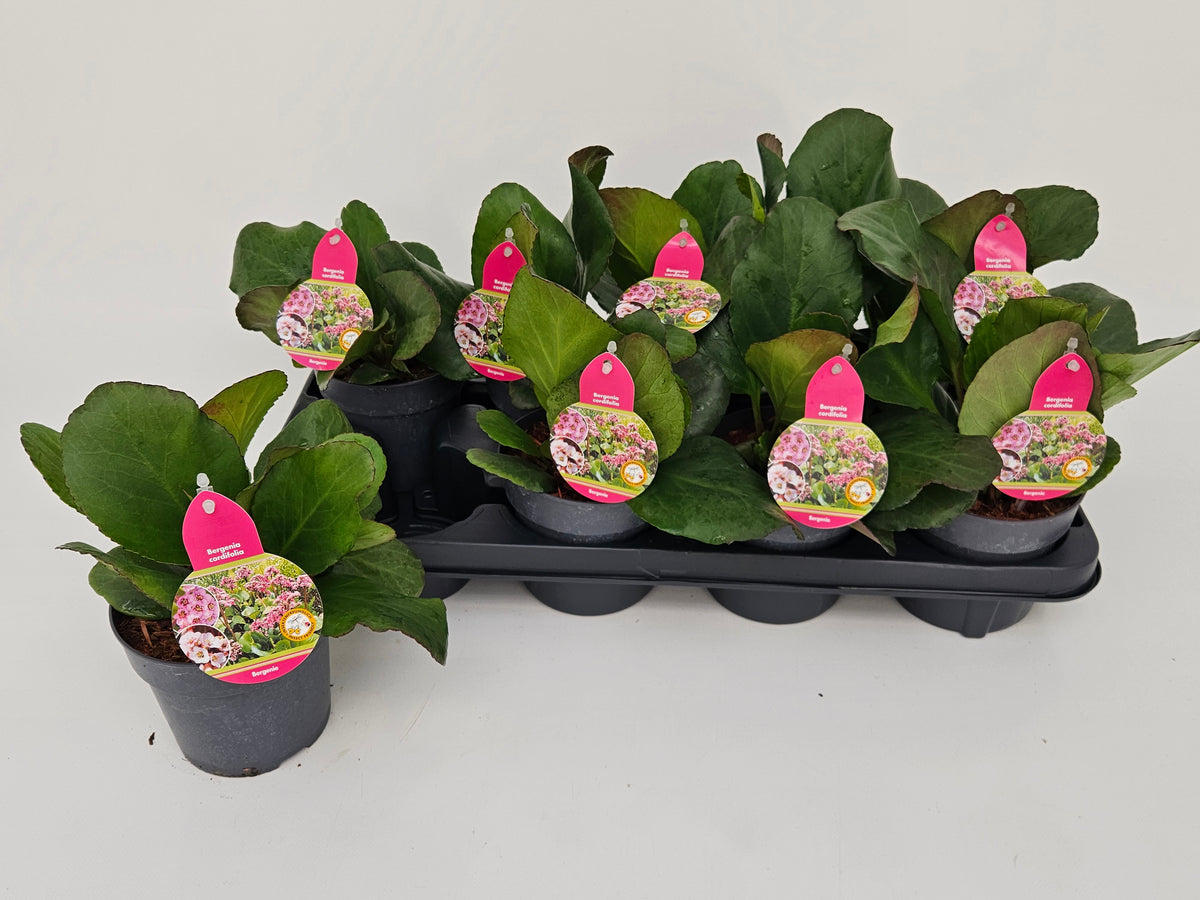 Bergenia cordifolia 30cm 13cm Pot