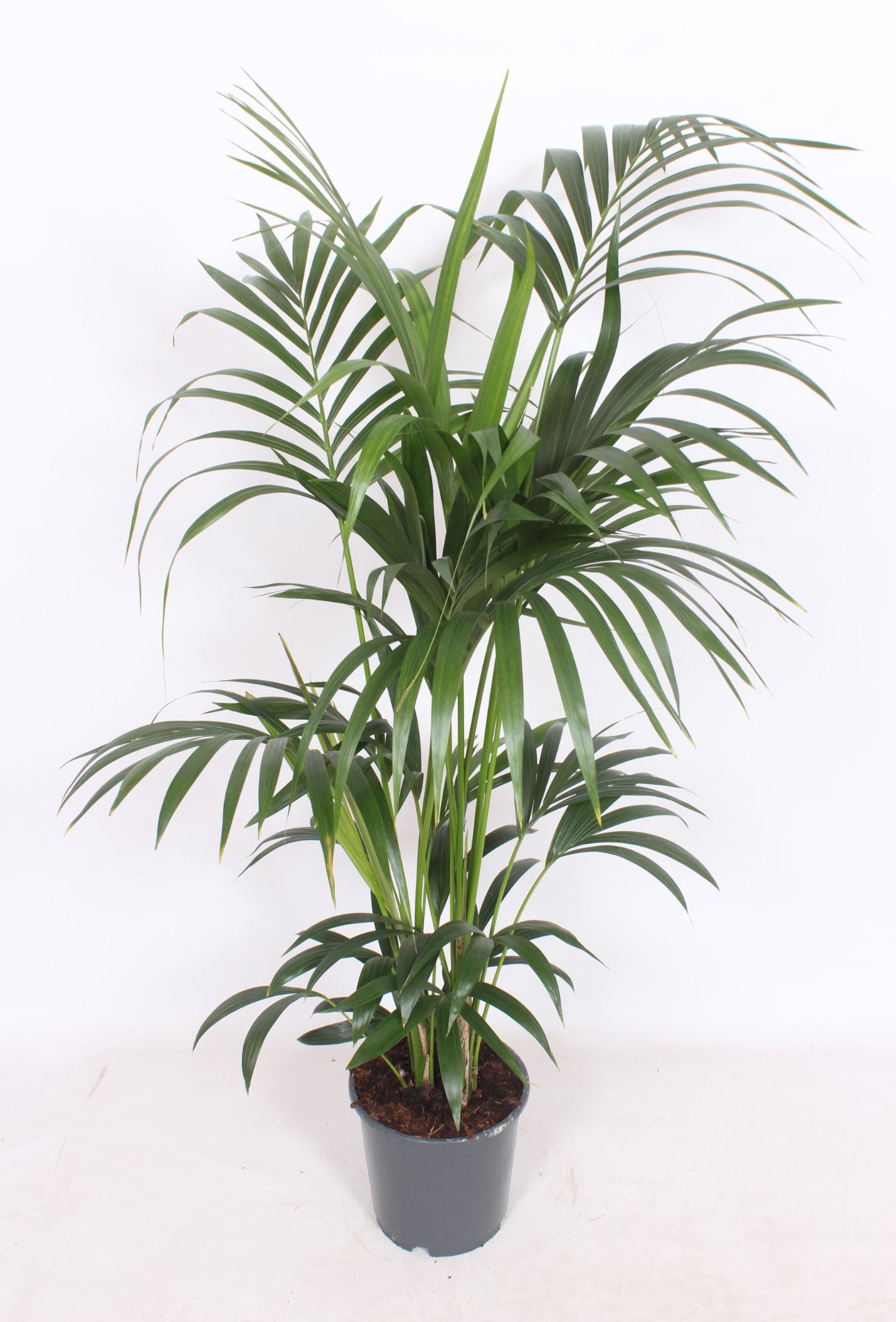 Howea forsteriana 160cm 24cm Pot