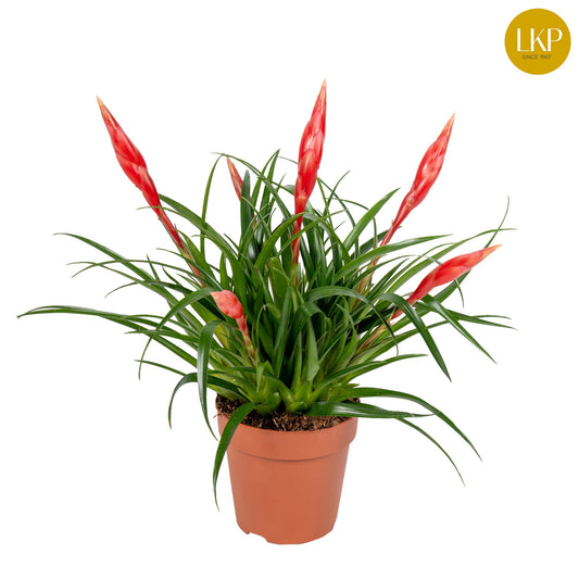 Vriesea Astrid 40cm 12cm Pot