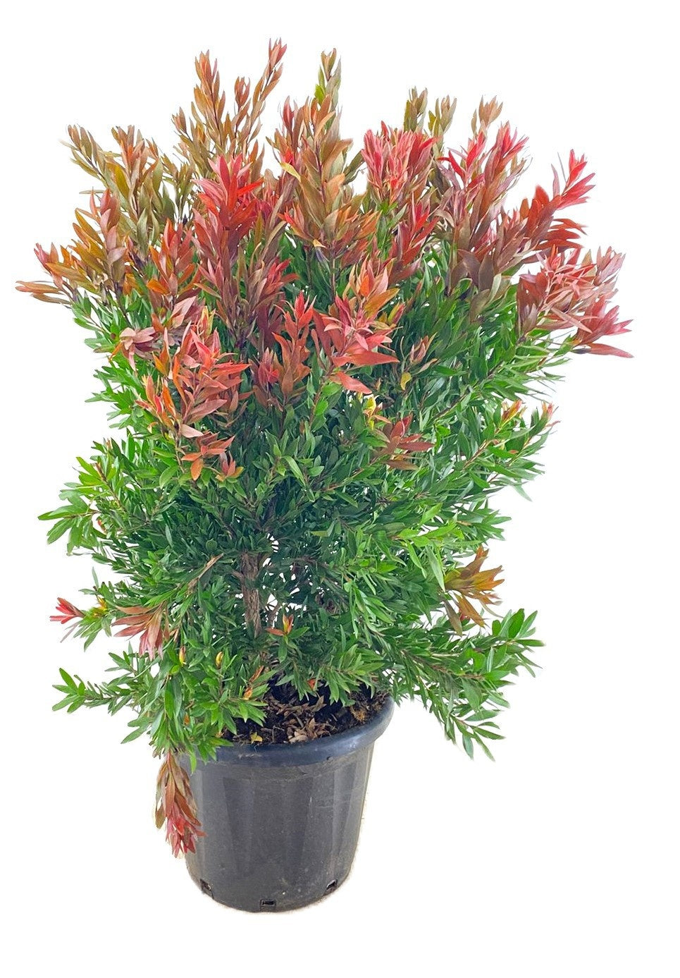 Callistemon citr. Splendens 120cm 40cm Pot