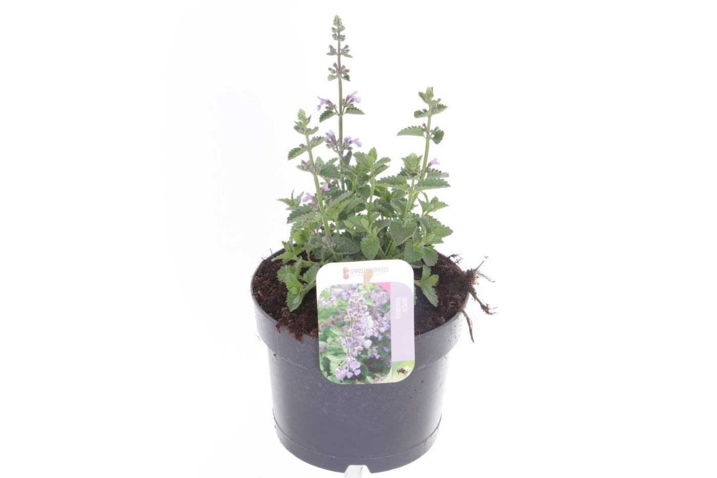 Nepeta faassenii 25cm 17cm Pot