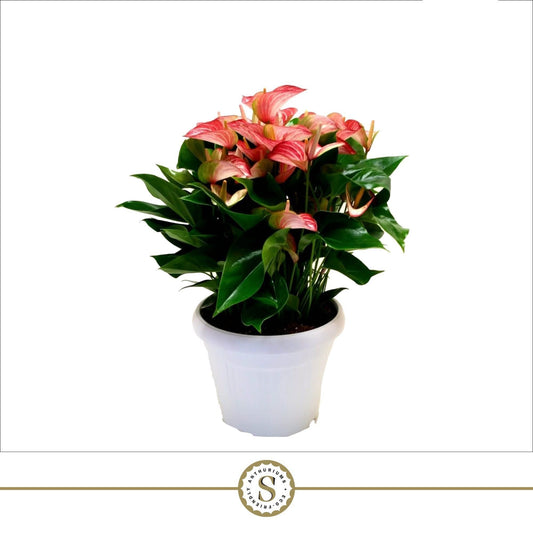 Anthurium andraeanum 60cm 30cm Pot