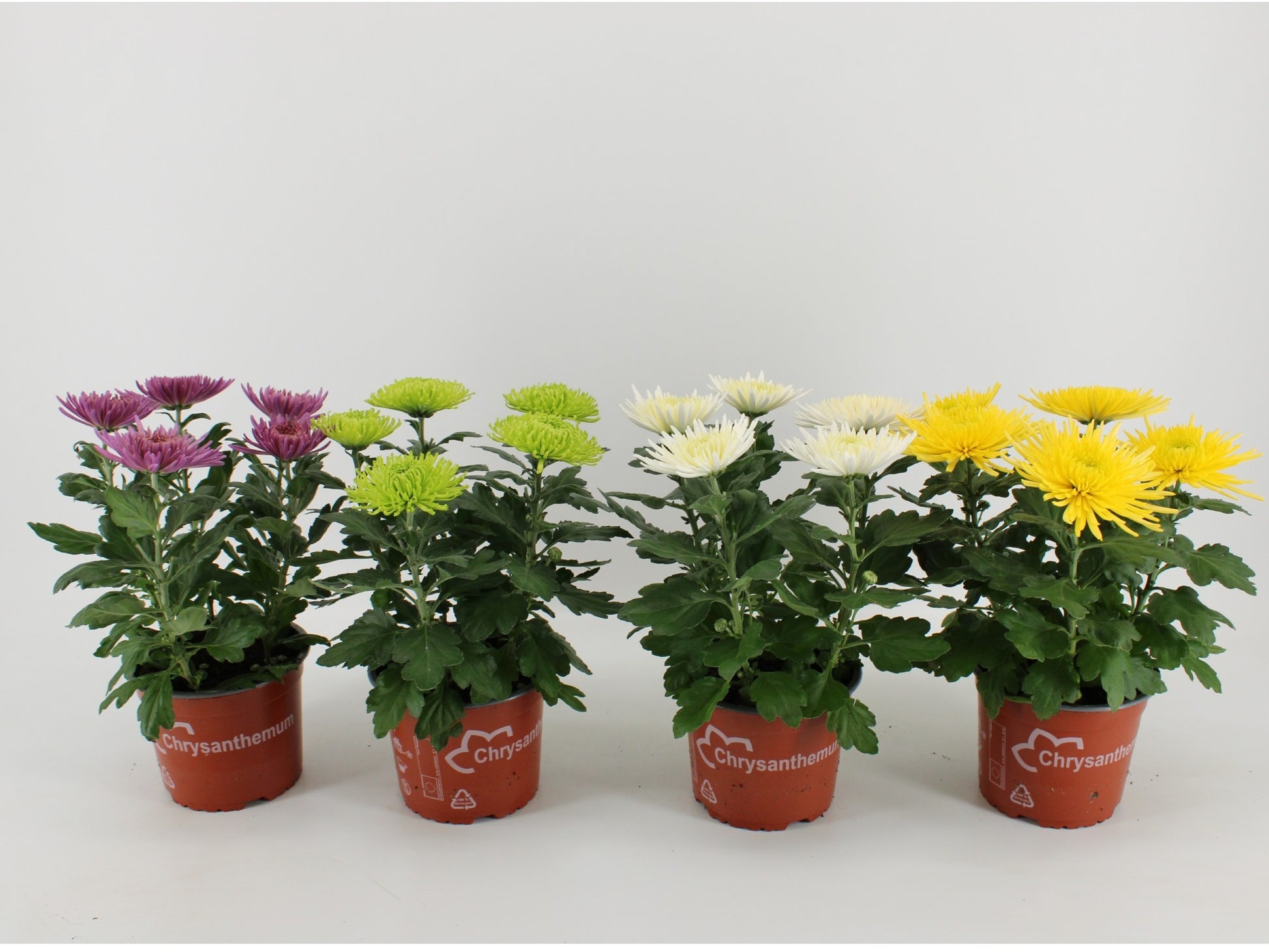 Chrysanthemum Anastasia mix 33cm 15cm Pot