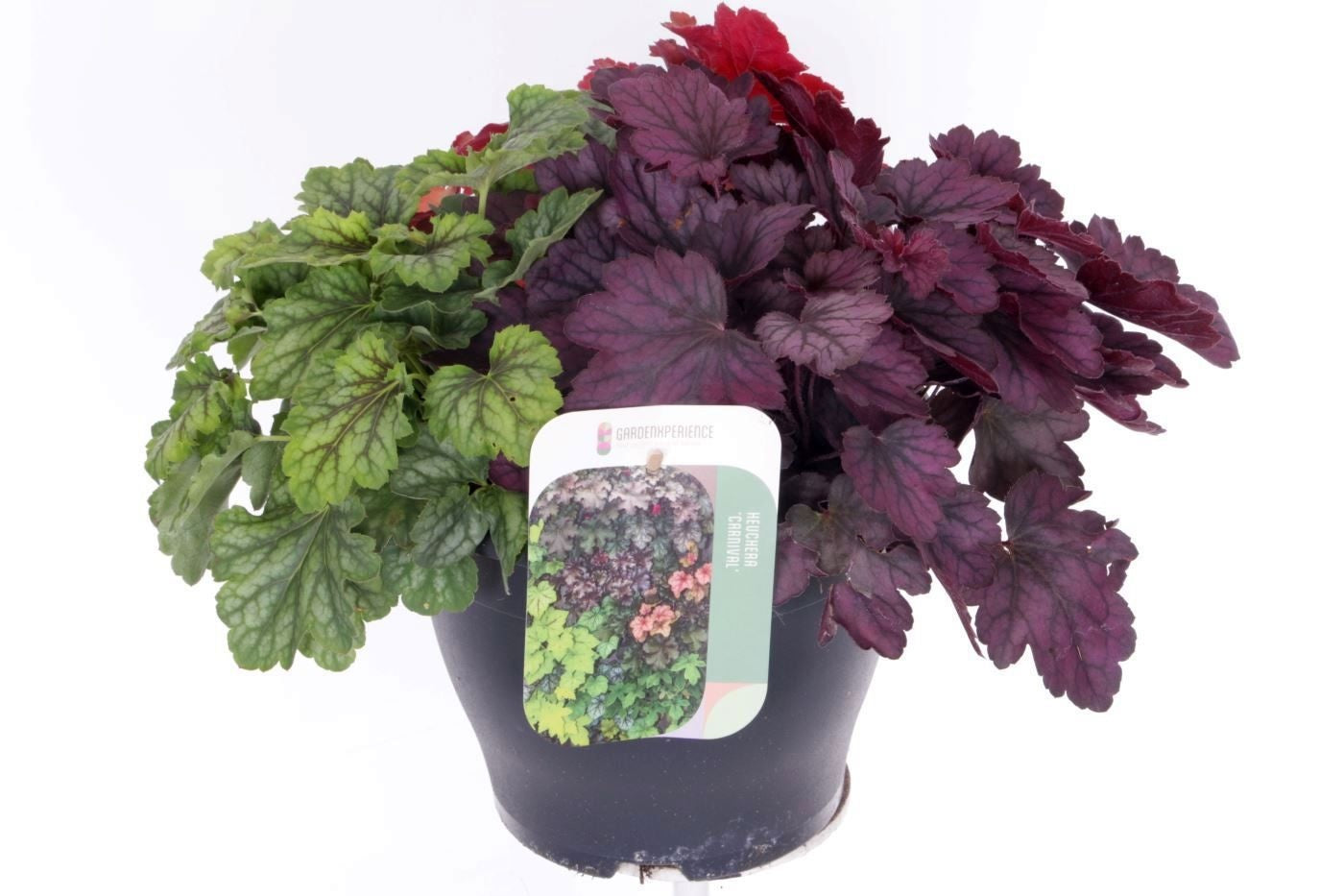 Noordpoel BV, Kw. de Heuchera hybrid Pack of 1