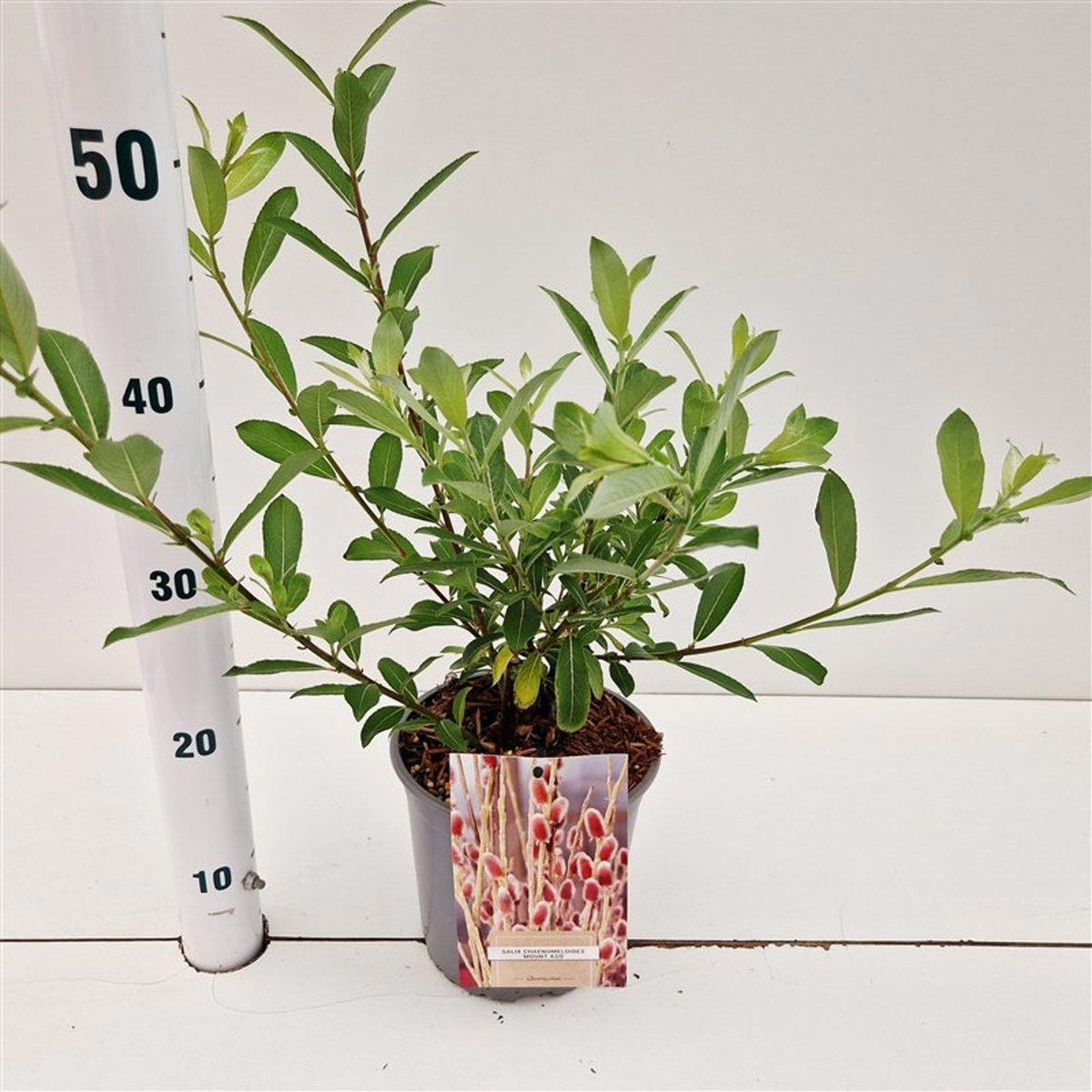 About Plants Zundert BV Salix integra pendula Pack of 1