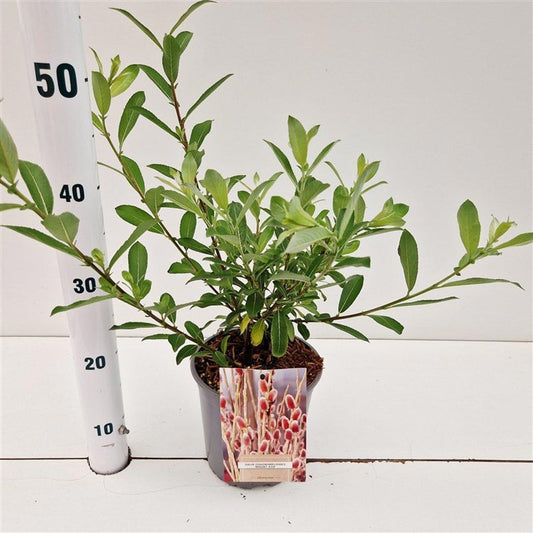 About Plants Zundert BV Salix integra pendula Pack of 1