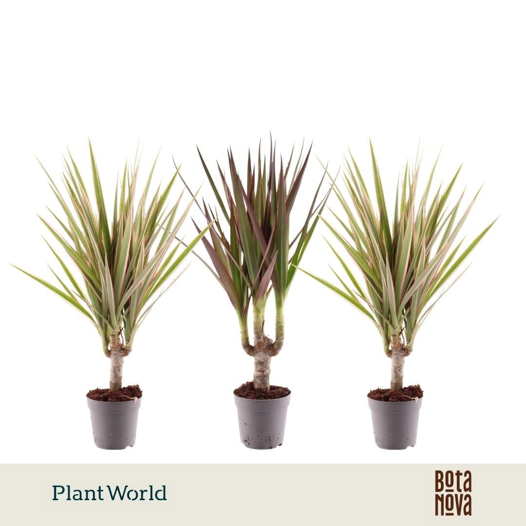 Dracaena marginata mix 35cm 7cm Pot