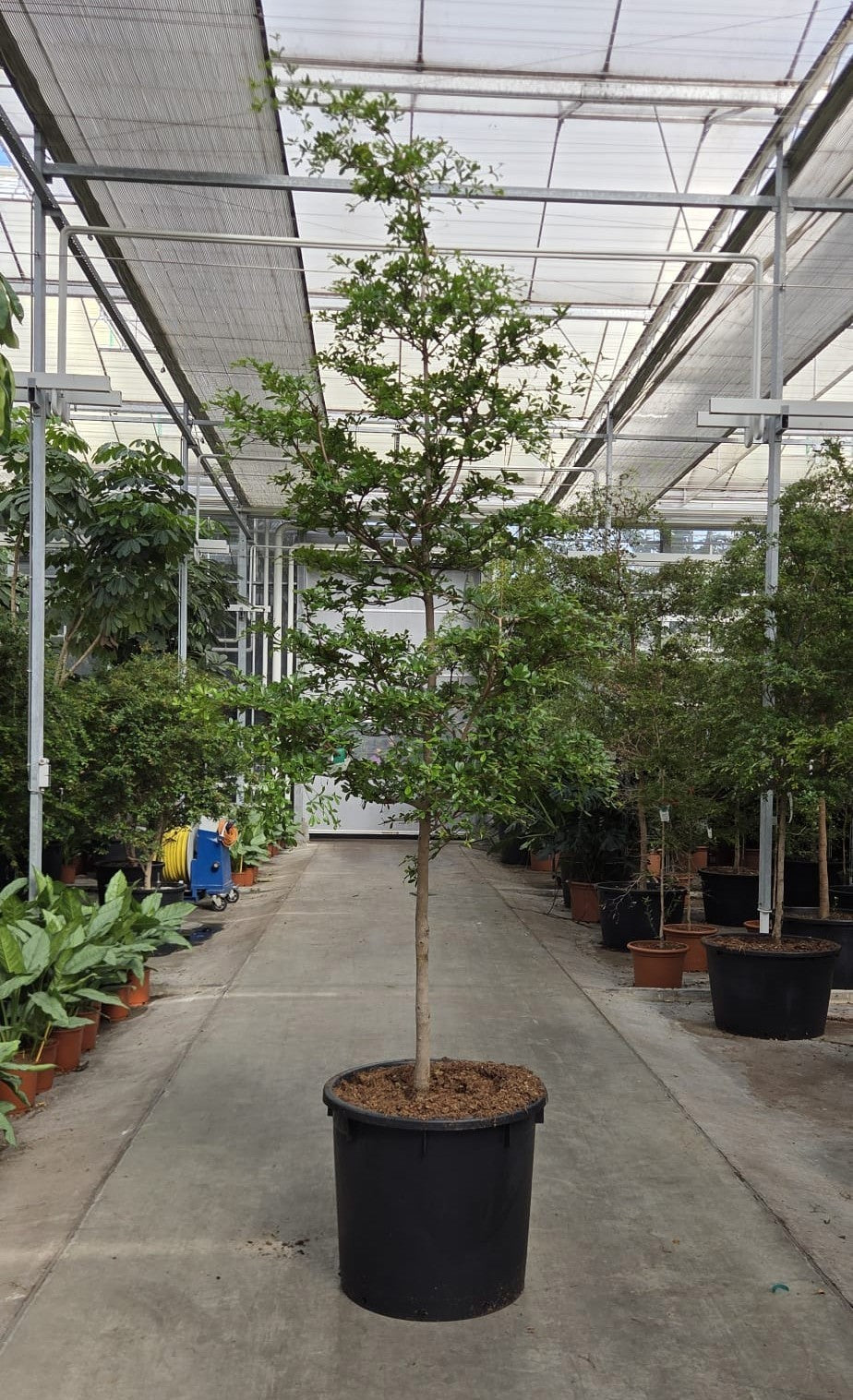 Plants 375cm 70cm Pot