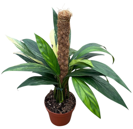 Amplissimum Aurea Variegata 40cm 17cm Pot