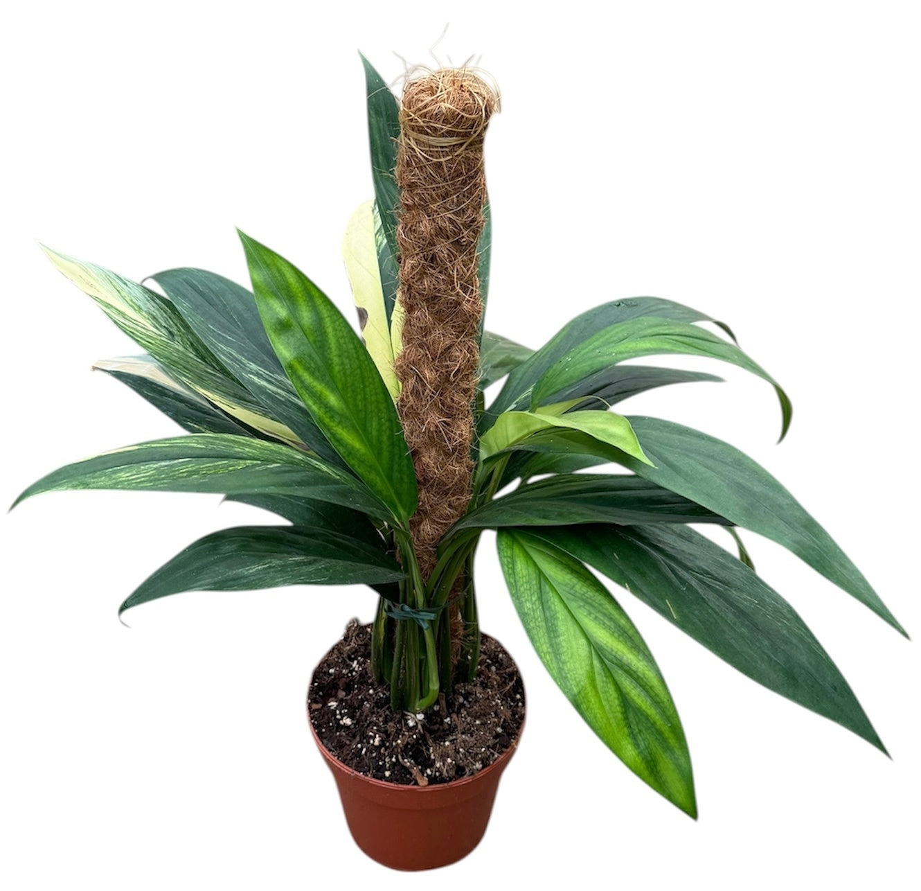 Amplissimum Aurea Variegata 40cm 17cm Pot