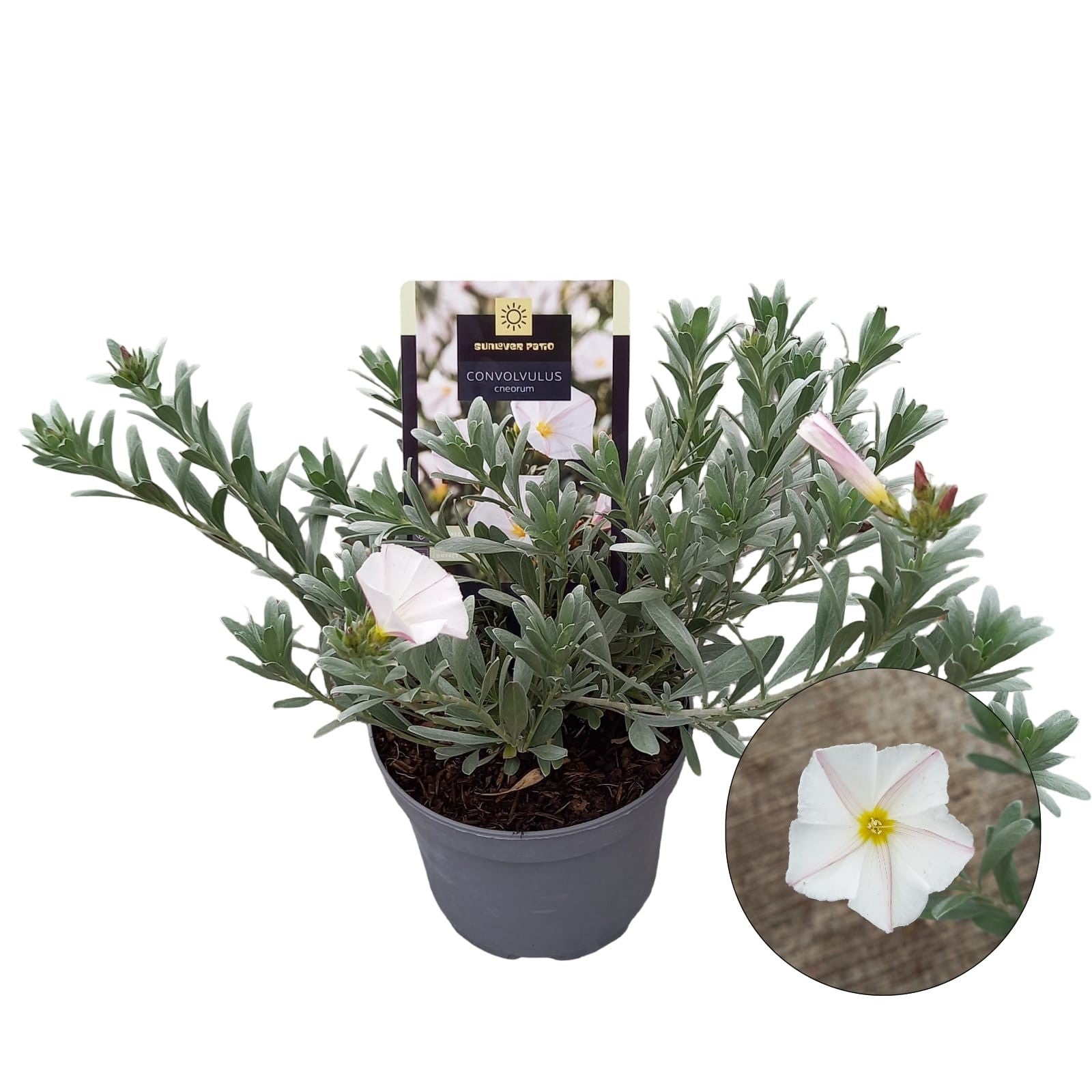 Convolvulus cneorum 30cm 17cm Pot