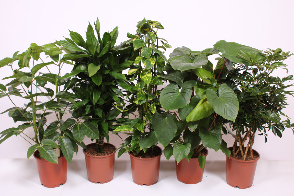 Foliage houseplants mix 120cm 24cm Pot