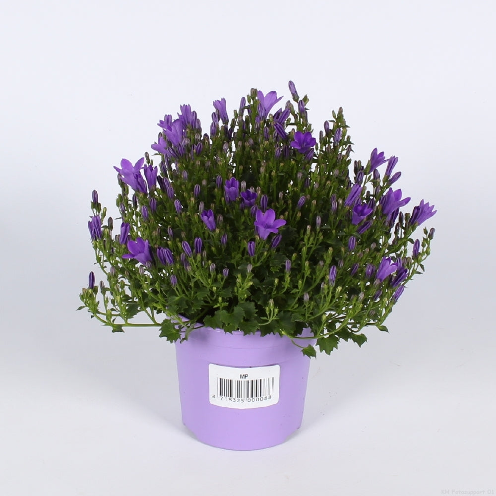 Campanula Ambella Intense purple 21cm 510cm Pot