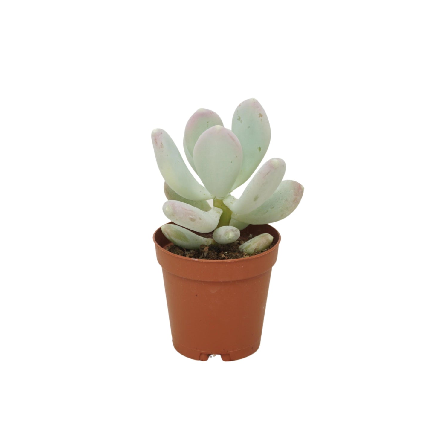 Ubink BV, hkw. Pachyphytum oviferum Pack of 20