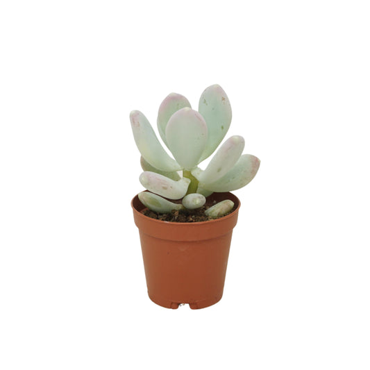 Pachyphytum oviferum 8cm 5.5cm Pot