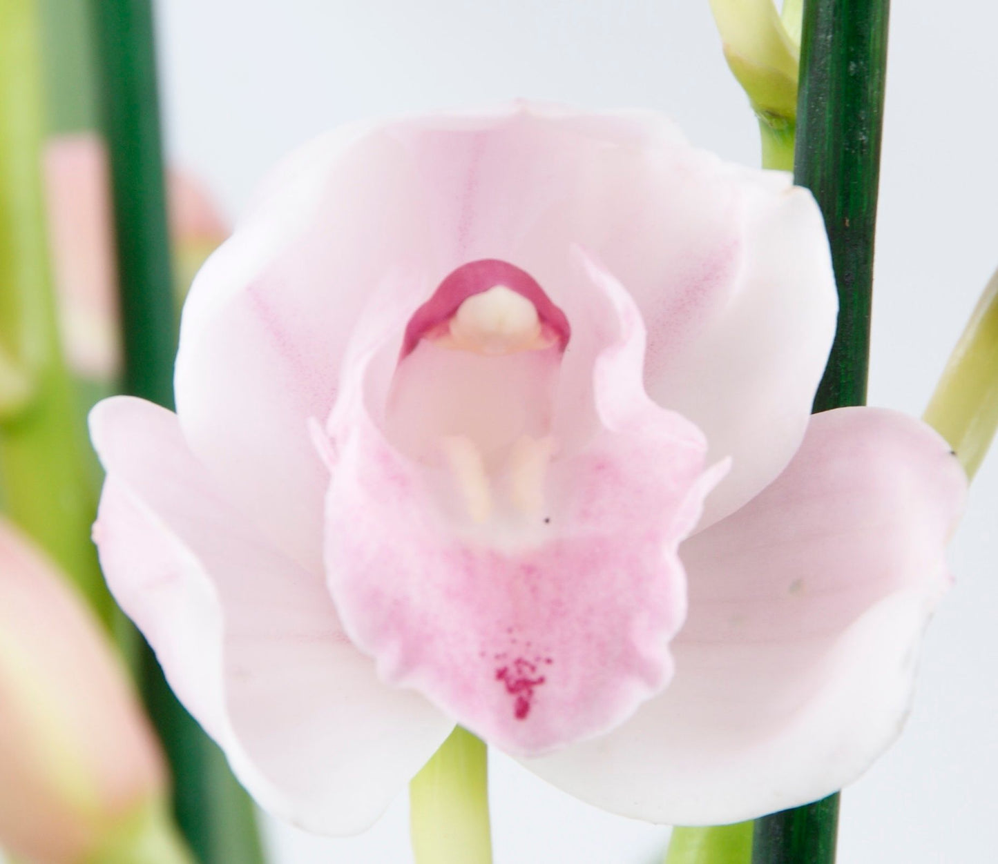 Orchidiva Cymbidium Pack of 8