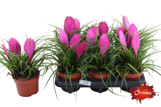 Tillandsia Anita 30cm 12cm Pot