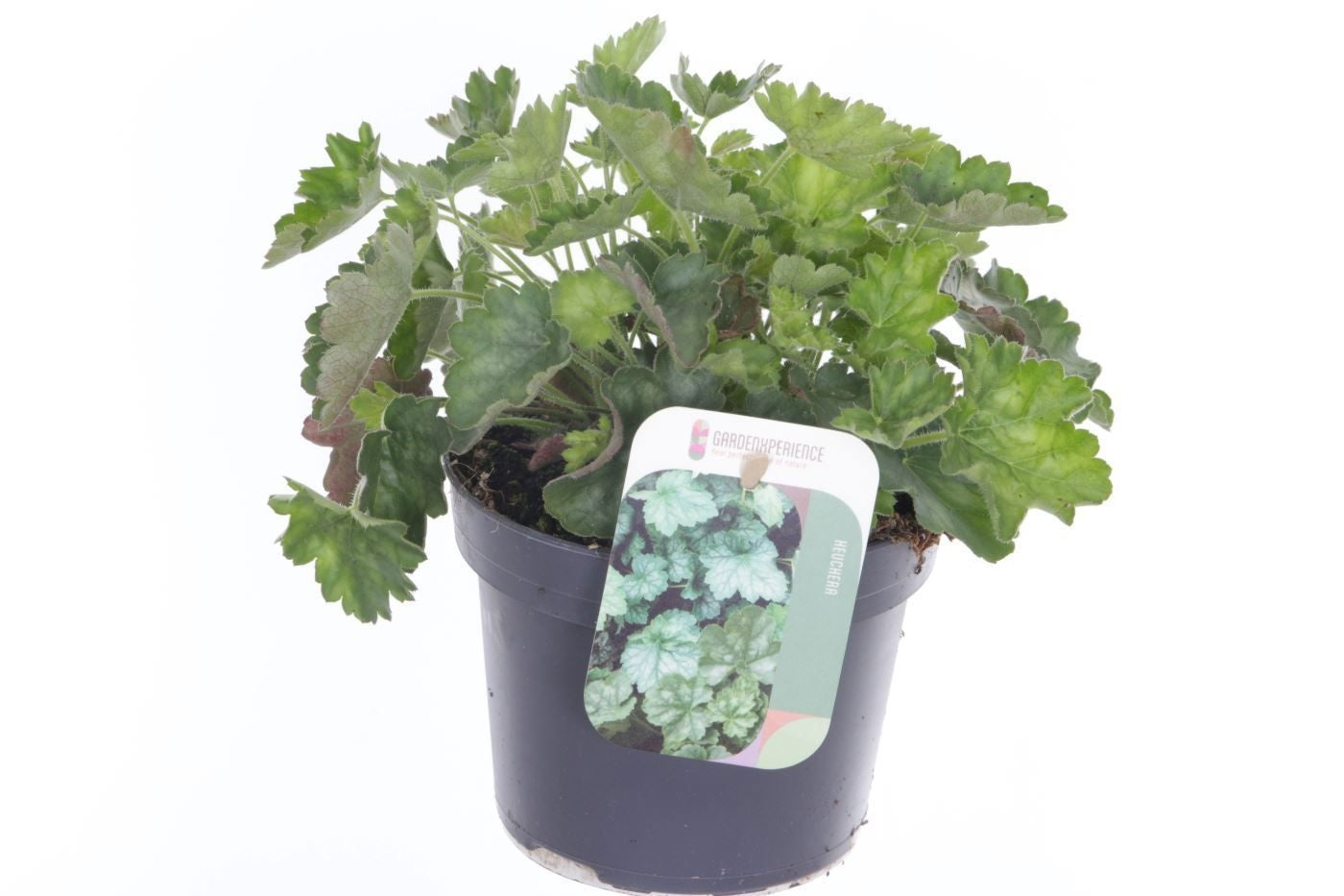 Heuchera sanguinea 20cm 13cm Pot