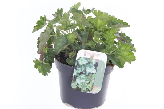 Heuchera sanguinea 20cm 13cm Pot