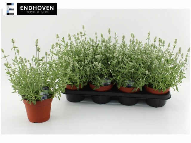 Lavandula ang. Ellegance Ice 37cm 14cm Pot