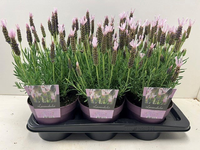 Lavandula stoechas 45cm 17cm Pot