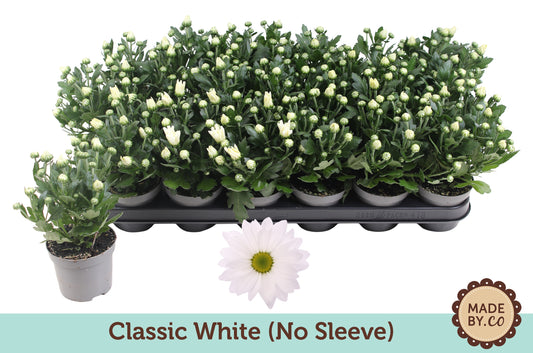 chrysanthemum-jackson-white-22cm-9cm-pot