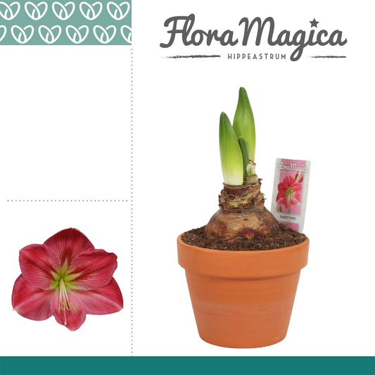 Hippeastrum 25cm 15cm Pot