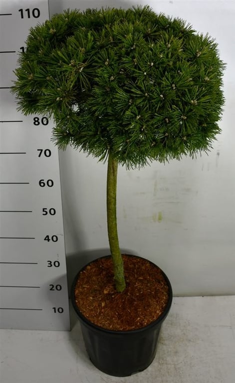 Pinus mugo Benjamin 115cm 38cm Pot