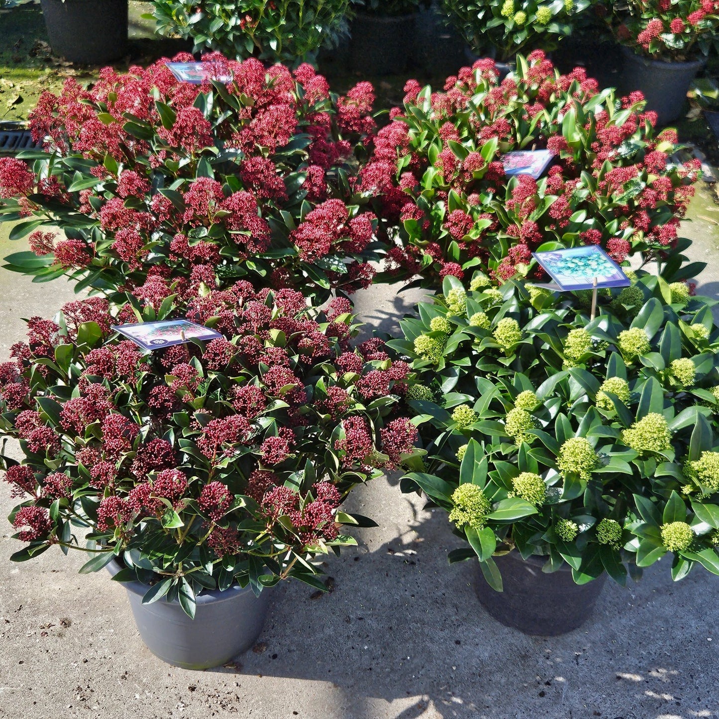 Skimmia japonica 65cm 31cm Pot